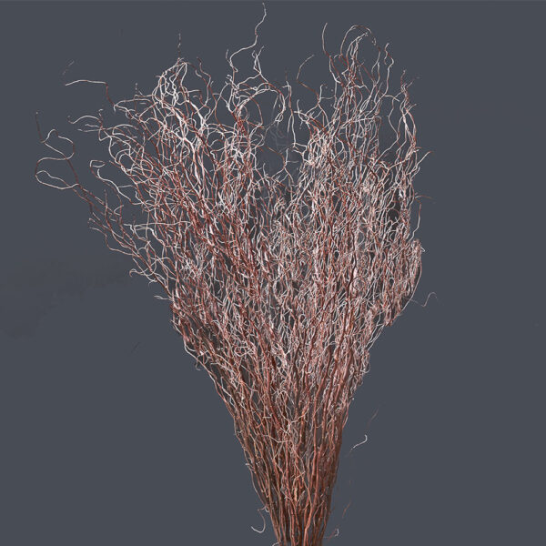 Dried Curly Willow